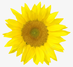 黄色植物向日葵一朵大花实物素材