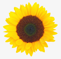 黄色有观赏性向日葵一朵大花实物素材