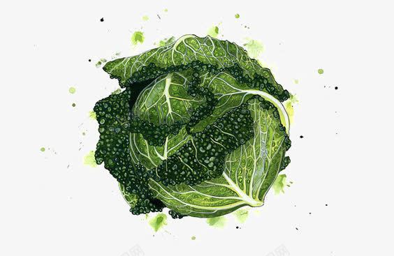 水彩白菜png免抠素材_新图网 https://ixintu.com 创意蔬菜 大白菜 白菜叶子 绿色叶子 食物食材
