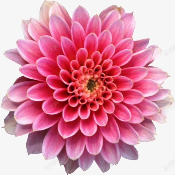 创意合成红色的花卉植物效果png免抠素材_新图网 https://ixintu.com 创意 合成 效果 植物 红色 花卉