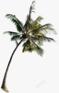 合成创意效果椰子树素材