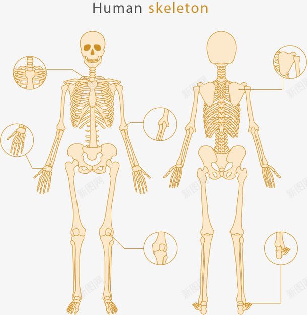 手绘人体骨骼png免抠素材_新图网 https://ixintu.com 手绘 骨头人 骨架 骨骼 骷髅