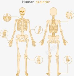 手绘人体骨骼素材
