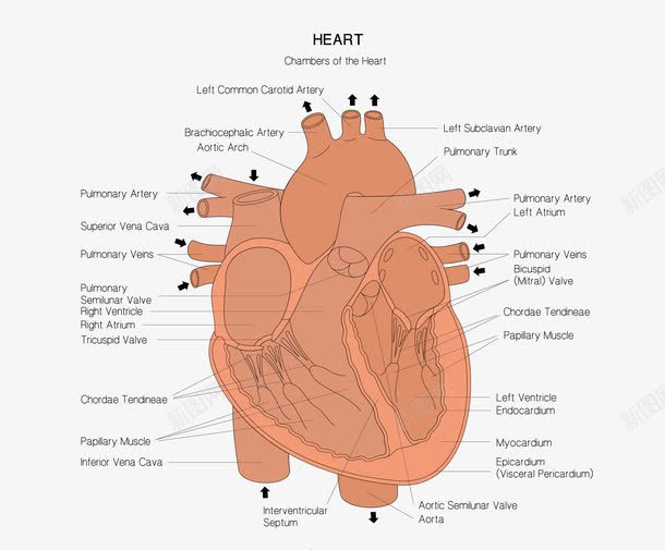 卡通图案心脏血管png免抠素材_新图网 https://ixintu.com 人体器官 医疗解剖 卡通图案 心脏血管 心脑血管 脑血管 血管图案