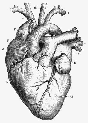 心脏png免抠素材_新图网 https://ixintu.com 创意心脏 心脏图案 素描心脏 血管 黑白心脏