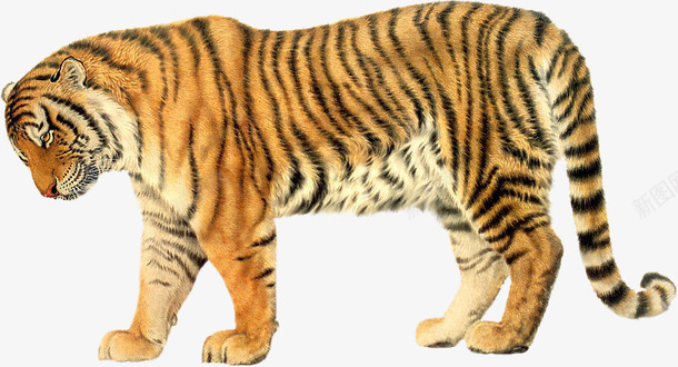 老虎png免抠素材_新图网 https://ixintu.com 动物 实物 猛禽 老虎