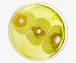 细胞培养皿黄色盘子里的视觉艺术高清图片