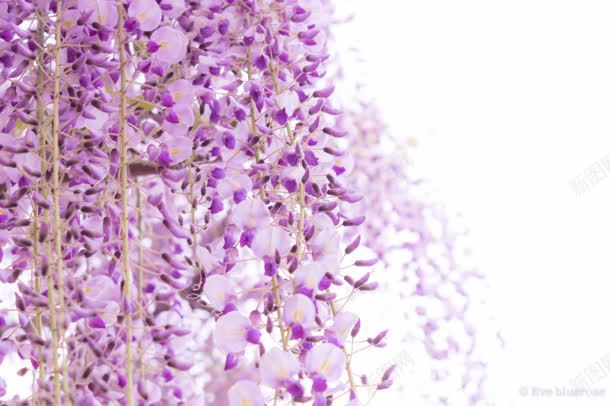 成片紫色条状花朵jpg设计背景_新图网 https://ixintu.com 成片 紫色 花朵