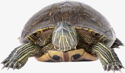 褐色背部威猛的海龟高清图片