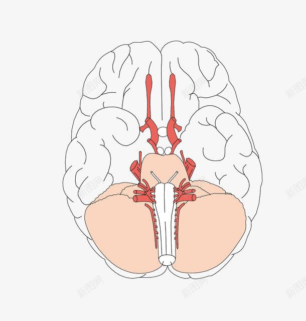 卡通图案人体器官脑血管png免抠素材_新图网 https://ixintu.com 人体器官 医疗解剖 卡通图案 心脏血管 心脑血管 脑血管 血管图案