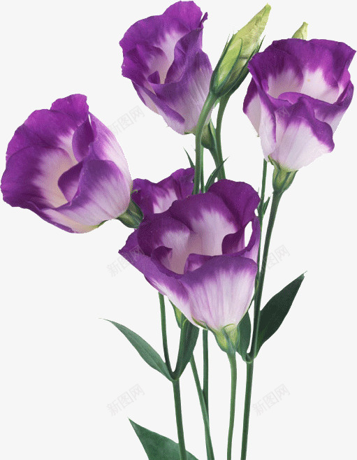 紫色罂粟花png免抠素材_新图网 https://ixintu.com 紫色 罂粟花 花朵