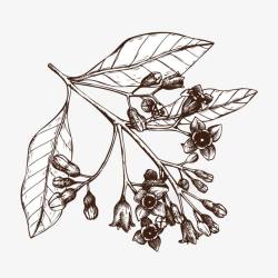 植物素描素材
