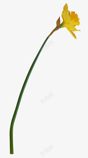 一支黄色的花朵png免抠素材_新图网 https://ixintu.com 一支 花朵 黄色