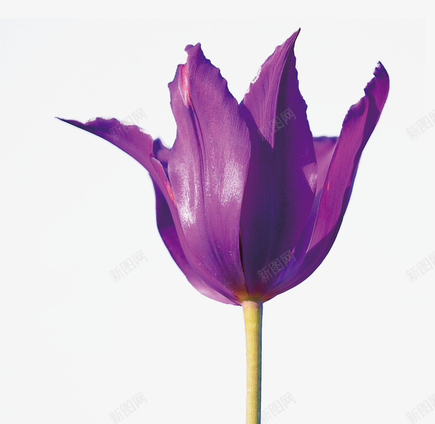 紫色花朵植物清新简约png免抠素材_新图网 https://ixintu.com 植物 清新 简约 紫色 花朵