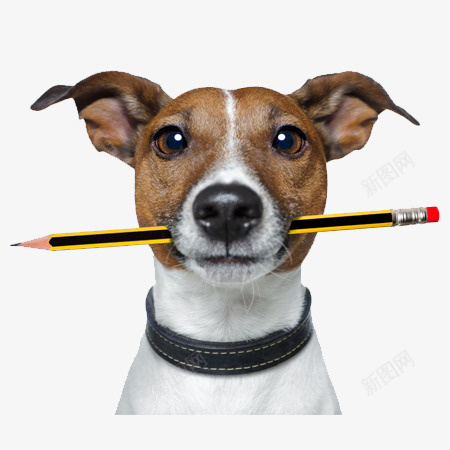 可爱狗狗png免抠素材_新图网 https://ixintu.com 乖巧的狗狗 叼铅笔的狗狗 黄白色的狗狗