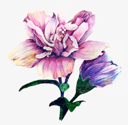 卡通手绘紫色花卉素材