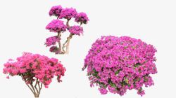 紫色花树花树高清图片