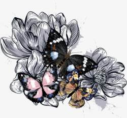 黑板板画花蝴蝶高清图片