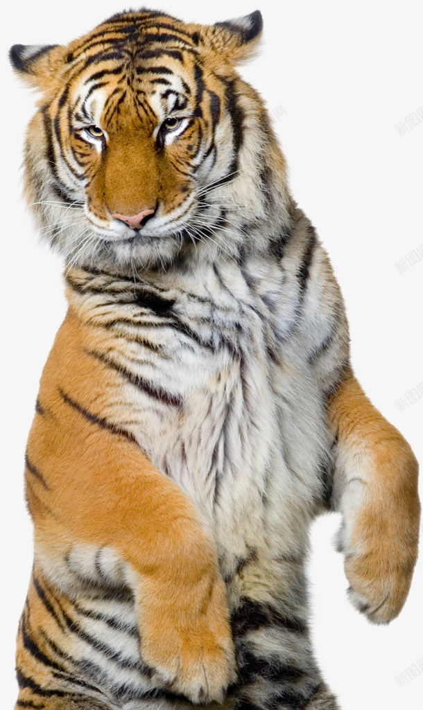 老虎png免抠素材_新图网 https://ixintu.com 动物 实物 猛禽 老虎