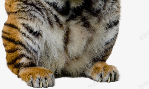 老虎png免抠素材_新图网 https://ixintu.com 动物 实物 猛禽 老虎