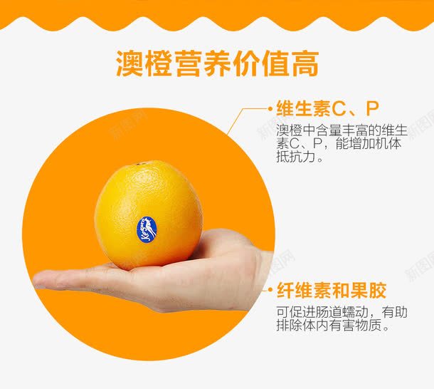 澳橙子的营养成份png免抠素材_新图网 https://ixintu.com 橙子 澳洲 营养