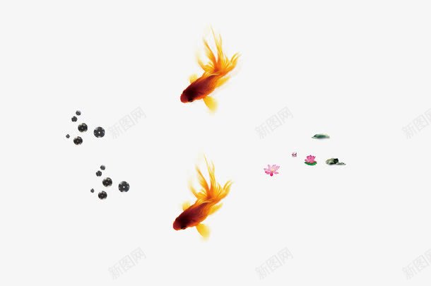 两条可爱的小金鱼png免抠素材_新图网 https://ixintu.com 尾巴 戏水 游动 金色 金鱼