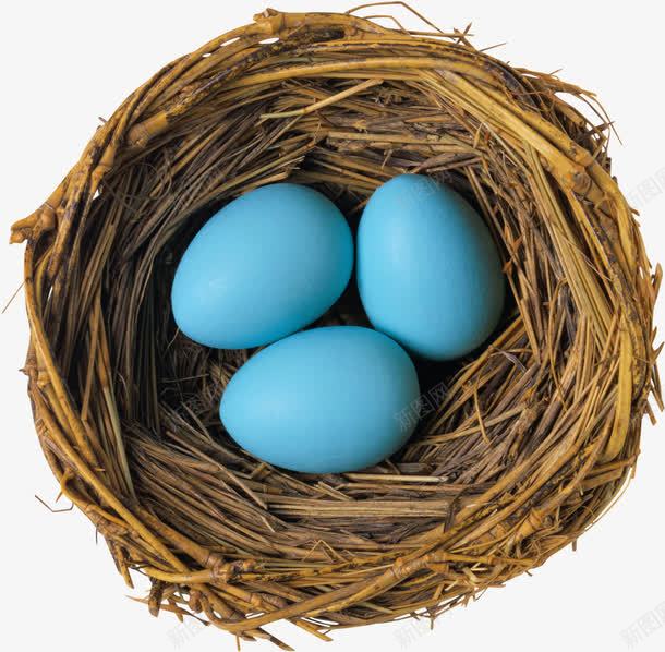 鸟窝蛋类png免抠素材_新图网 https://ixintu.com 土鸡蛋 家禽蛋 美食 蓝色的蛋 蛋 蛋类 蛋蛋 食材 餐饮美食 鸟的庇护所 鸟窝 鸟蛋 鸡蛋