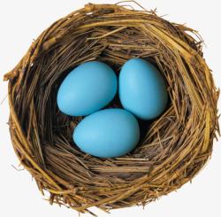 蓝色蛋蛋鸟窝蛋类高清图片