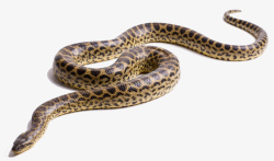 动物图案蟒蛇蛇类素材
