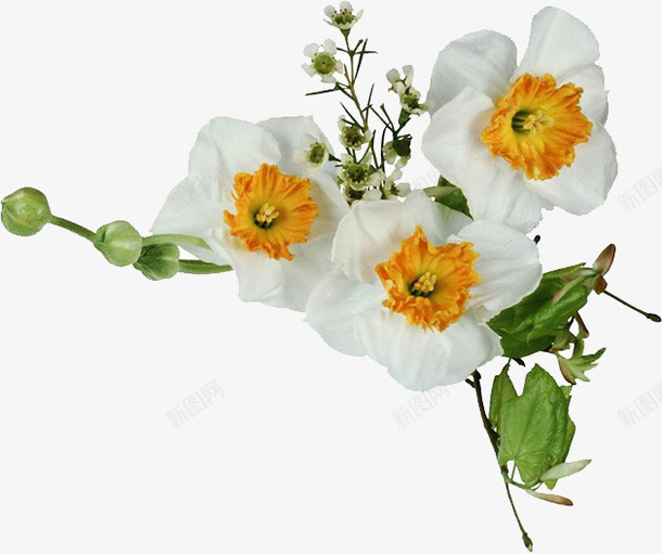 白色花树枝png免抠素材_新图网 https://ixintu.com 树枝 白色 花朵 风景