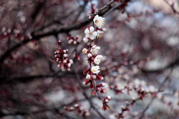 春意盎然的桃花海报背景jpg设计背景_新图网 https://ixintu.com 春意盎然 桃花 海报 背景