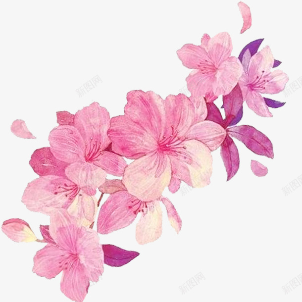 工笔画粉色花朵png免抠素材_新图网 https://ixintu.com 国画 植物 渲染 红色