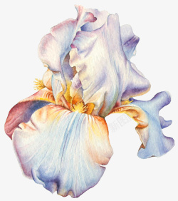 植物花卉图手绘创意植物花卉图高清图片