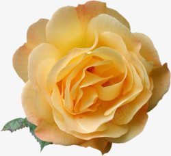 黄色玫瑰花卉素材