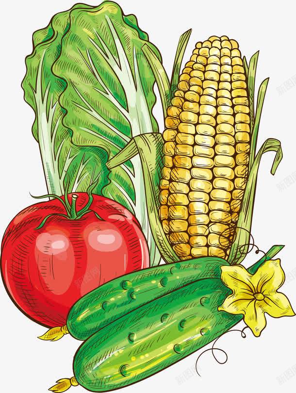 美味掰开的玉米和西红柿png免抠素材_新图网 https://ixintu.com 有机蔬菜 洗蔬菜 矢量源文件