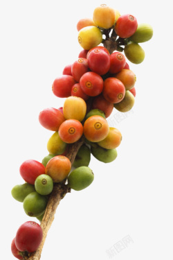 红色成熟清晰的咖啡果实物素材