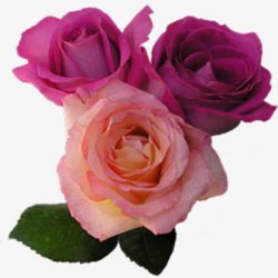 粉紫色玫瑰花朵素材