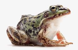 虫类青蛙两牺动物高清图片