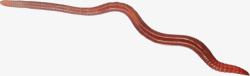 动物蚯蚓卡通爬行的蚯蚓高清图片