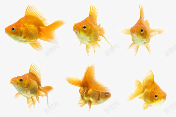 六条各式各样的小金鱼png免抠素材_新图网 https://ixintu.com 六条 动物 各式各样的小金鱼 水里的动物