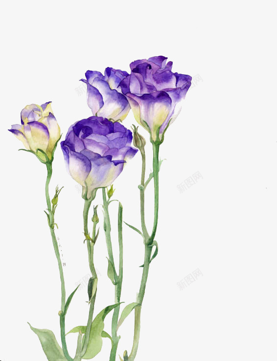 紫色花朵psd免抠素材_新图网 https://ixintu.com 紫白色 绿茎 花朵 装饰素材