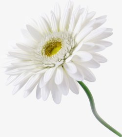 白色向日葵花朵植物花朵素材