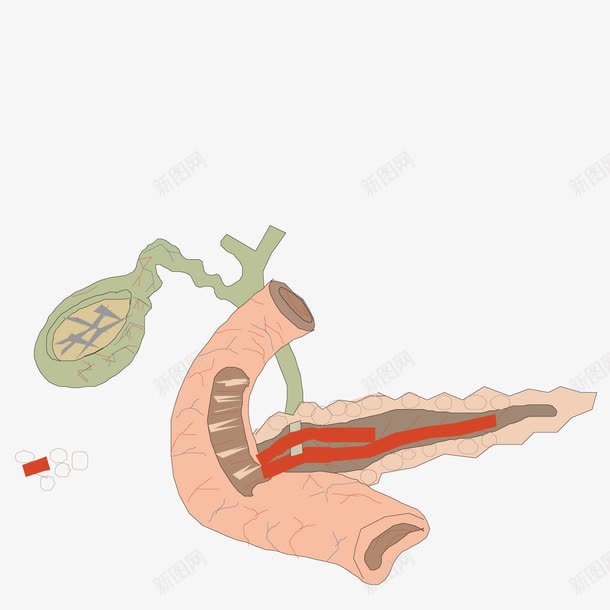 人体大肠png免抠素材_新图网 https://ixintu.com 人体 大肠 肠子