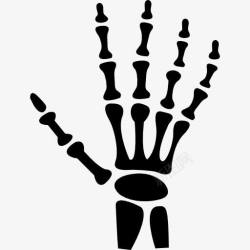 人类手骨骼人类的手骨图标高清图片