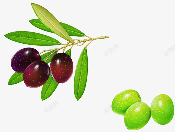 橄榄果子png免抠素材_新图网 https://ixintu.com 成熟 紫色 绿叶 青果 青橄榄