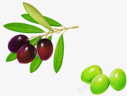 紫色橄榄橄榄果子高清图片