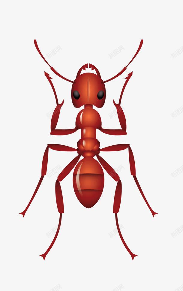 红色逼真蚂蚁png免抠素材_新图网 https://ixintu.com 矢量蚂蚁 红色蚂蚁 虫子 逼真蚂蚁