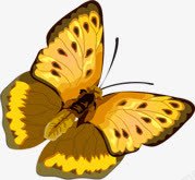 黄色花纹蝴蝶素材