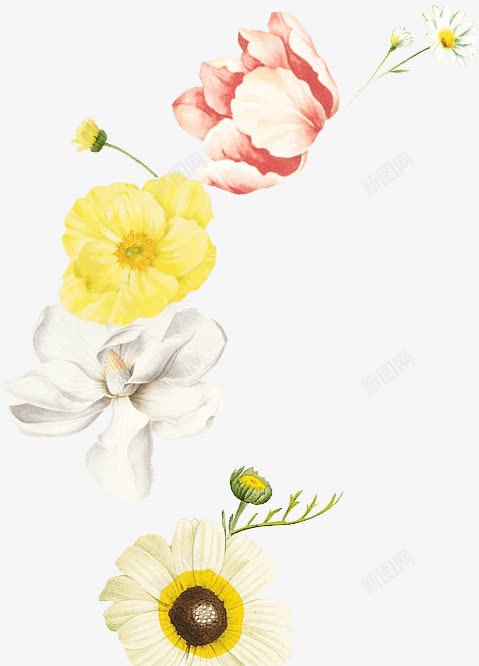 红色的花朵白色的花朵黄色的花朵png免抠素材_新图网 https://ixintu.com 白色的花朵 红色的花朵 黄色的花朵