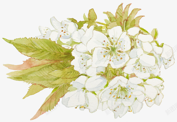 一丛白色花png免抠素材_新图网 https://ixintu.com 一丛 卡通 叶子 手绘 白色 简图 绿色 花朵